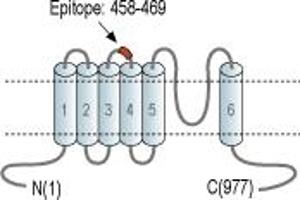 Representative domain view of the target of ABIN7043822.