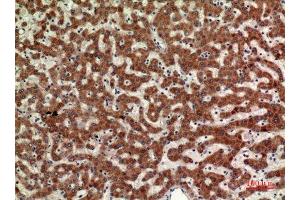 Immunohistochemistry (IHC) analysis of paraffin-embedded Human Liver, antibody was diluted at 1:100. (MPL antibody  (Internal Region))