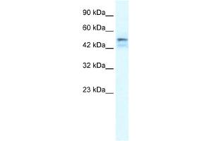 WB Suggested Anti-ONECUT2 Antibody Titration:  1.