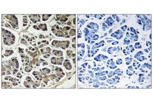 Immunohistochemistry analysis of paraffin-embedded human pancreas tissue using ATP5G2 antibody. (ATP5G2 antibody  (N-Term))
