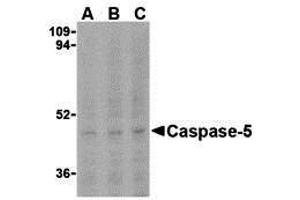 Western Blotting (WB) image for anti-Caspase 5, Apoptosis-Related Cysteine Peptidase (CASP5) (N-Term) antibody (ABIN1031298) (CASP5 antibody  (N-Term))