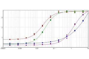 ELISA results of purified Goat Anti-Golden Syrian & Armenian Hamster IgG (Min X Mouse and Rat Serum Proteins) tested against purified Golden Syrian Hamster IgG and Armenian Hamster IgG. (Goat anti-Armenian Hamster IgG (Heavy & Light Chain) Antibody - Preadsorbed)