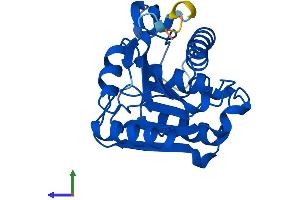 AlphaFold protein structure predicition of Mouse Recombinant Lypla2 Protein, UniprotID Q9WTL7