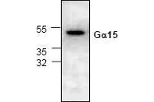 Western blot analysis of G Protein alpha 15 expression in 3T3 cell lysate. (GNA15 antibody)