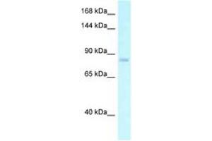 EMR2 antibody  (AA 92-141)
