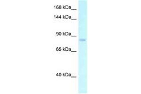 EMR2 antibody  (AA 92-141)