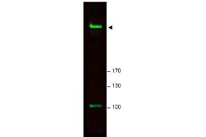 Image no. 1 for anti-RAP1 Interacting Factor Homolog (RIF1) (AA 2406-2419) antibody (ABIN401303) (RIF1 antibody  (AA 2406-2419))