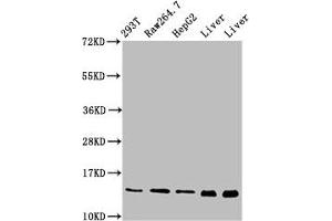 Western Blot Positive WB detected in: 293T whole cell lysate, RAW264. (PIN4 antibody  (AA 1-131))