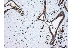 Immunohistochemical staining of paraffin-embedded Human prostate tissue using anti-TBXAS1 mouse monoclonal antibody.
