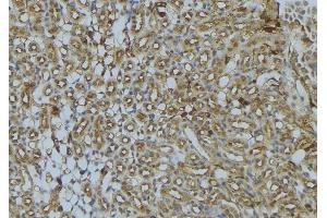 ABIN6273023 at 1/100 staining Mouse kidney tissue by IHC-P. (UQCRB antibody  (N-Term))