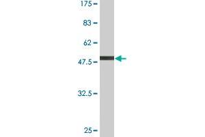 Western Blot detection against Immunogen (55. (GCLM antibody  (AA 1-274))