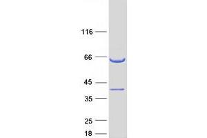 Western Blotting (WB) image for Coiled-Coil Domain Containing 117 (CCDC117) protein (Myc-DYKDDDDK Tag) (ABIN2713283)