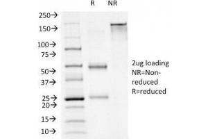 SDS-PAGE Analysis of Purified, BSA-Free FOXA1 Antibody (clone FOXA1/1241). (FOXA1 antibody)