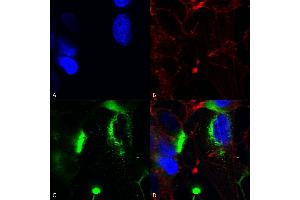 Immunocytochemistry/Immunofluorescence analysis using Mouse Anti-QKI (pan) Monoclonal Antibody, Clone S147-6 (ABIN1741377). (QKI antibody  (AA 1-341))