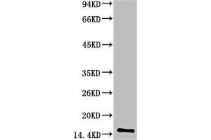 Western blot analysis of Human Serum using TTR Mouse mAb diluted at 1:2000 (TTR antibody)