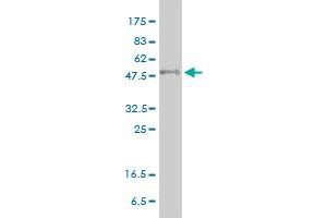 PPARD antibody  (AA 1-361)