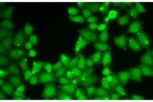 Immunofluorescence analysis of HeLa cells using EIF3E Polyclonal Antibody (EIF3E antibody)