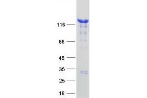 HDAC4 Protein (Myc-DYKDDDDK Tag)