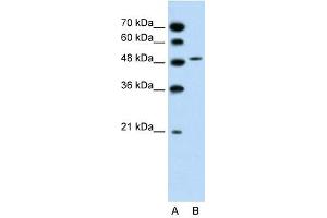 SLC10A5 antibody used at 1. (SLC10A5 antibody)