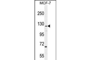 CASKIN2 Antibody (Center) (ABIN654902 and ABIN2844550) western blot analysis in MCF-7 cell line lysates (35 μg/lane).