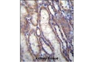 FOXA2 Antibody (C-term) (ABIN655970 and ABIN2845355) immunohistochemistry analysis in formalin fixed and paraffin embedded human kidney tissue followed by peroxidase conjugation of the secondary antibody and DAB staining. (FOXA2 antibody  (C-Term))