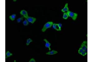 Immunofluorescence staining of HepG2 cells with ABIN7146046 at 1:50, counter-stained with DAPI. (CLEC1A antibody  (AA 66-316))