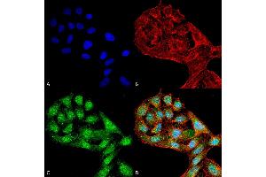 Immunocytochemistry/Immunofluorescence analysis using Rabbit Anti-WIPI2 Polyclonal Antibody . (WIPI2 antibody  (C-Term) (PerCP))