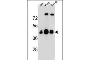 OR4C13 Antibody (N-term) (ABIN655382 and ABIN2844934) western blot analysis in 293,Hela,Jurkat cell line lysates (35 μg/lane). (OR4C13 antibody  (N-Term))