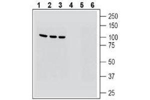 MAGT1 antibody  (Extracellular, N-Term)