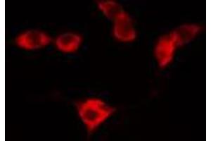 ABIN6274189 staining RAW264. (ATF3 antibody  (C-Term))