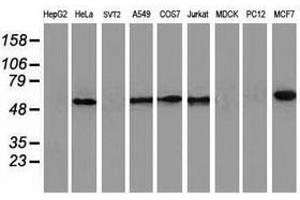 Image no. 2 for anti-Calcium Binding and Coiled-Coil Domain 2 (CALCOCO2) antibody (ABIN1497076) (CALCOCO2 antibody)