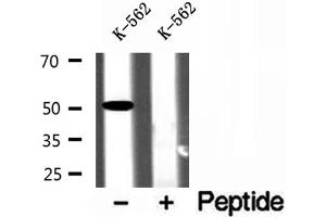 Western blot analysis of extracts of K-562 cells, using ZnT6 antibody.