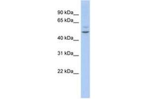 Image no. 1 for anti-Myocyte Enhancer Factor 2C (MEF2C) (AA 359-408) antibody (ABIN6744402) (MEF2C antibody  (AA 359-408))