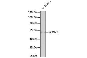 Western blot analysis of extracts of U-251MG cells, using PCOLCE antibody (ABIN6292542) at 1:1000 dilution.