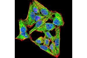 Immunofluorescence analysis of Hela cells using NOX4 mouse mAb (green). (NADPH Oxidase 4 antibody  (AA 210-310))