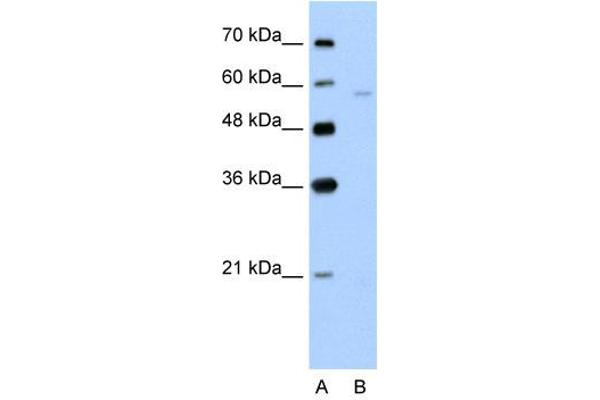 SLC22A7 antibody  (N-Term)