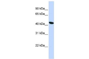 Western Blotting (WB) image for anti-Transmembrane Protein 117 (TMEM117) antibody (ABIN2459354) (TMEM117 antibody)