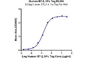Immobilized Human CTLA-4, His Tag at 0. (CD86 Protein (CD86) (AA 26-247) (Fc Tag))