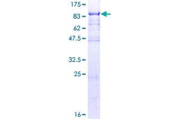 PPIL4 Protein (AA 1-492) (GST tag)