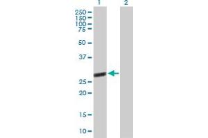 Western Blot analysis of TTC9B expression in transfected 293T cell line by TTC9B MaxPab polyclonal antibody. (TTC9B antibody  (AA 1-239))