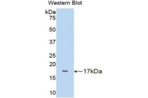 Western Blotting (WB) image for anti-Transthyretin (TTR) (AA 20-147) antibody (ABIN1078615) (TTR antibody  (AA 20-147))