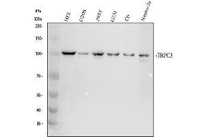 anti-Transient Receptor Potential Cation Channel, Subfamily C, Member 3 (TRPC3) (AA 718-770) antibody