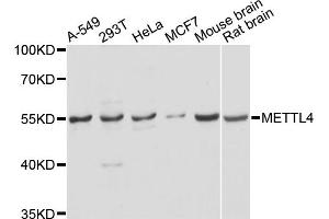 Western blot analysis of extracts of various cell lines, using METTL4 antibody. (METTL4 antibody)