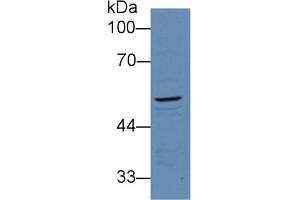 Detection of PCOLCE in Mouse Kidney lysate using Polyclonal Antibody to Procollagen C-Endopeptidase Enhancer (PCOLCE) (PCOLCE antibody  (AA 36-468))