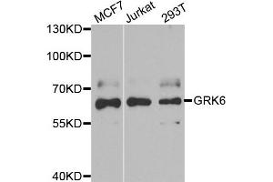 Western blot analysis of extracts of various cell lines, using GRK6 antibody. (GRK6 antibody)