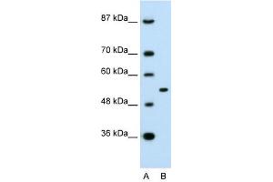 APBA1 antibody (70R-10555) used at 0.