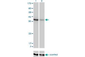 Western blot analysis of AKR1D1 over-expressed 293 cell line, cotransfected with AKR1D1 Validated Chimera RNAi (Lane 2) or non-transfected control (Lane 1). (AKR1D1 antibody  (AA 227-326))