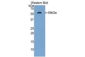 Western Blotting (WB) image for anti-Ectonucleotide Pyrophosphatase/phosphodiesterase 1 (ENPP1) (AA 568-789) antibody (ABIN1858720) (ENPP1 antibody  (AA 568-789))