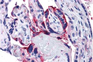 ABIN190762 (5µg/ml) staining of paraffin embedded Human Placenta. (APH1A antibody  (Internal Region))