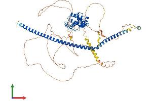 Protein Structure (PS) image for TNF Receptor-Associated Factor 3 Interacting Protein 1 (TRAF3IP1) (AA 1-691) protein (His tag) (ABIN7554589)